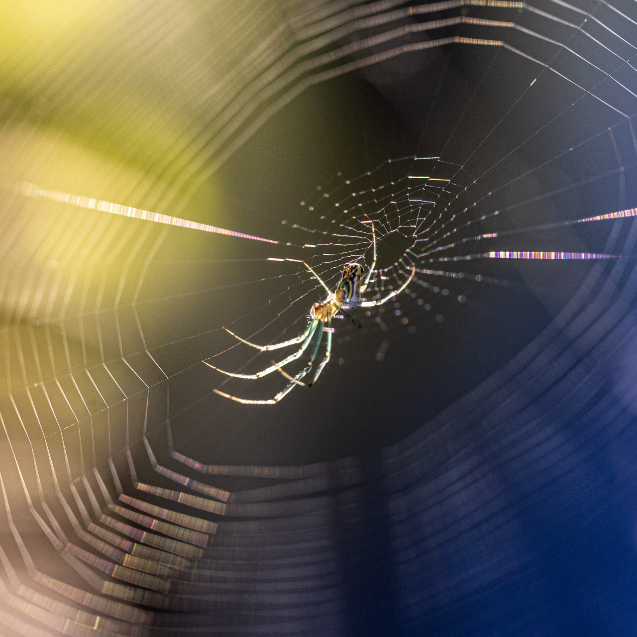 Orchard Orbweaver II Orchard Orbweaver II