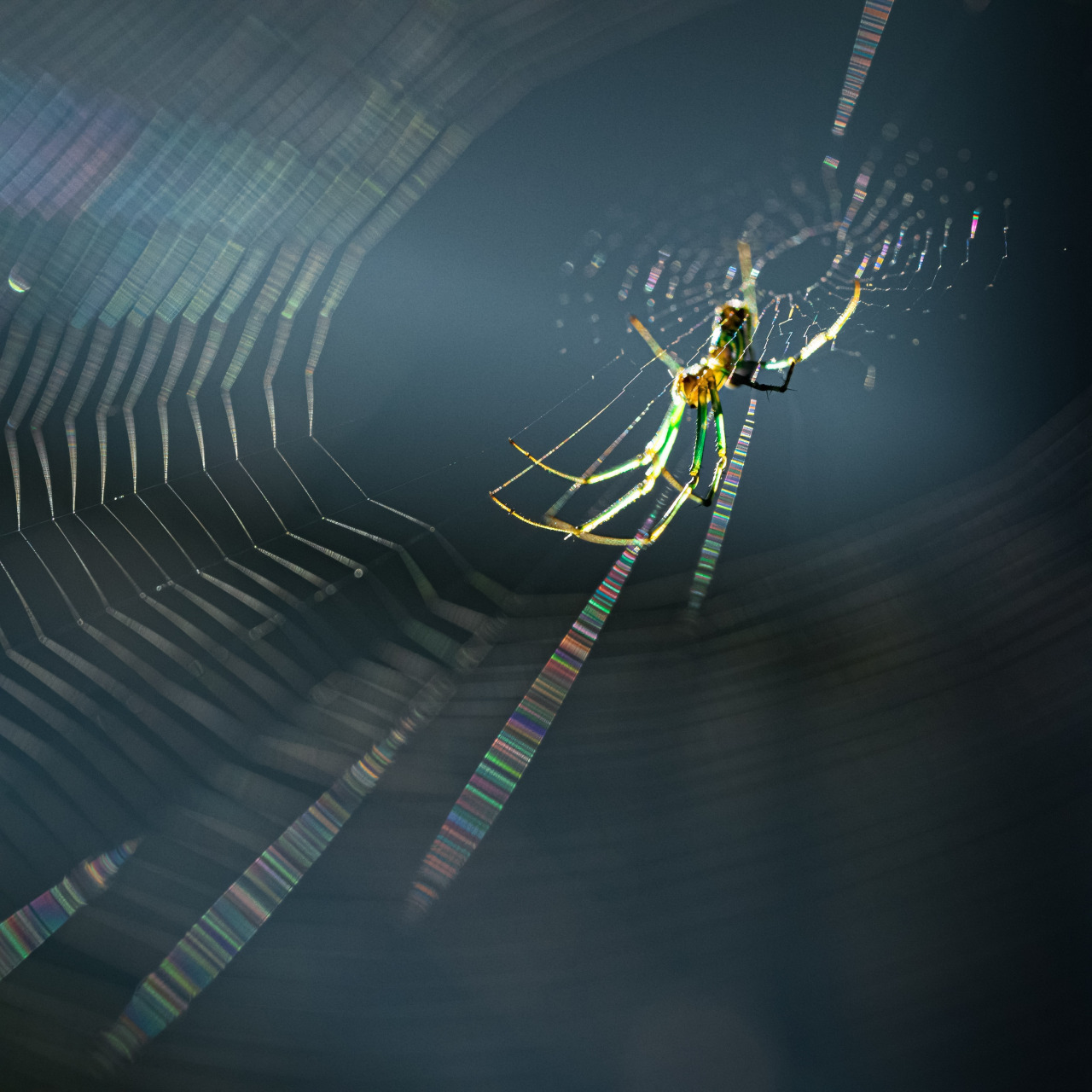 Orchard Orbweaver I Orchard Orbweaver I