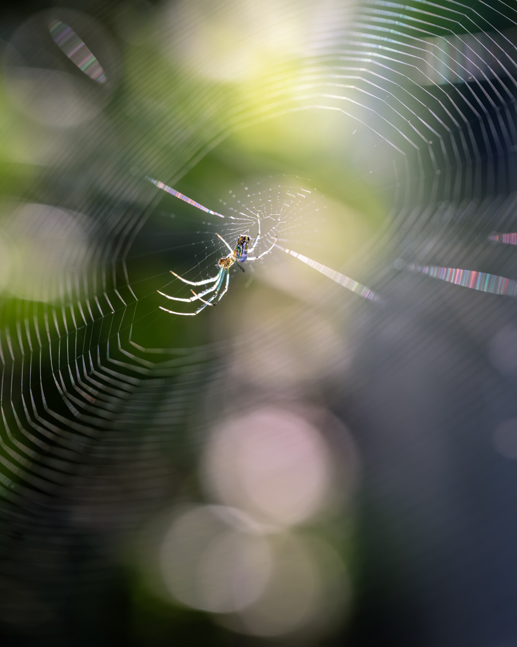Orchard Orbweaver III Orchard Orbweaver III