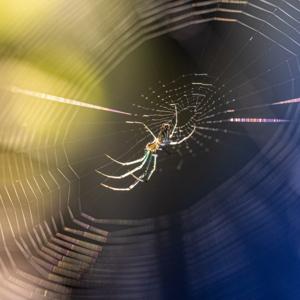 Orchard Orbweaver II