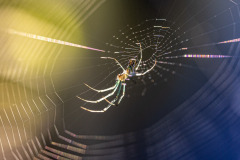 Orchard Orbweaver II
