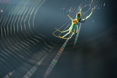 Orchard Orbweaver I