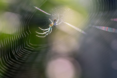 Orchard Orbweaver III