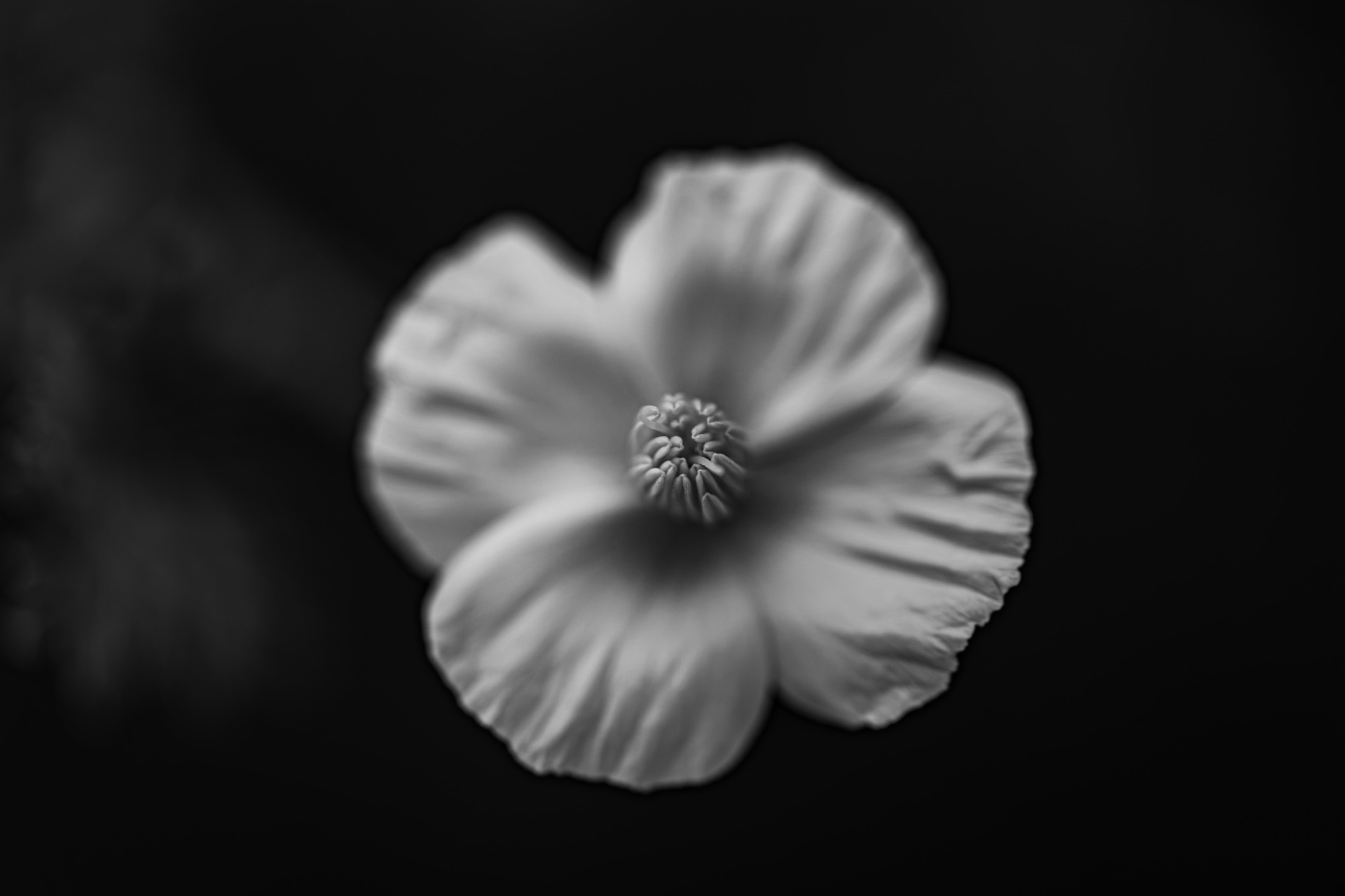 California Poppy - BW California Poppy - BW
