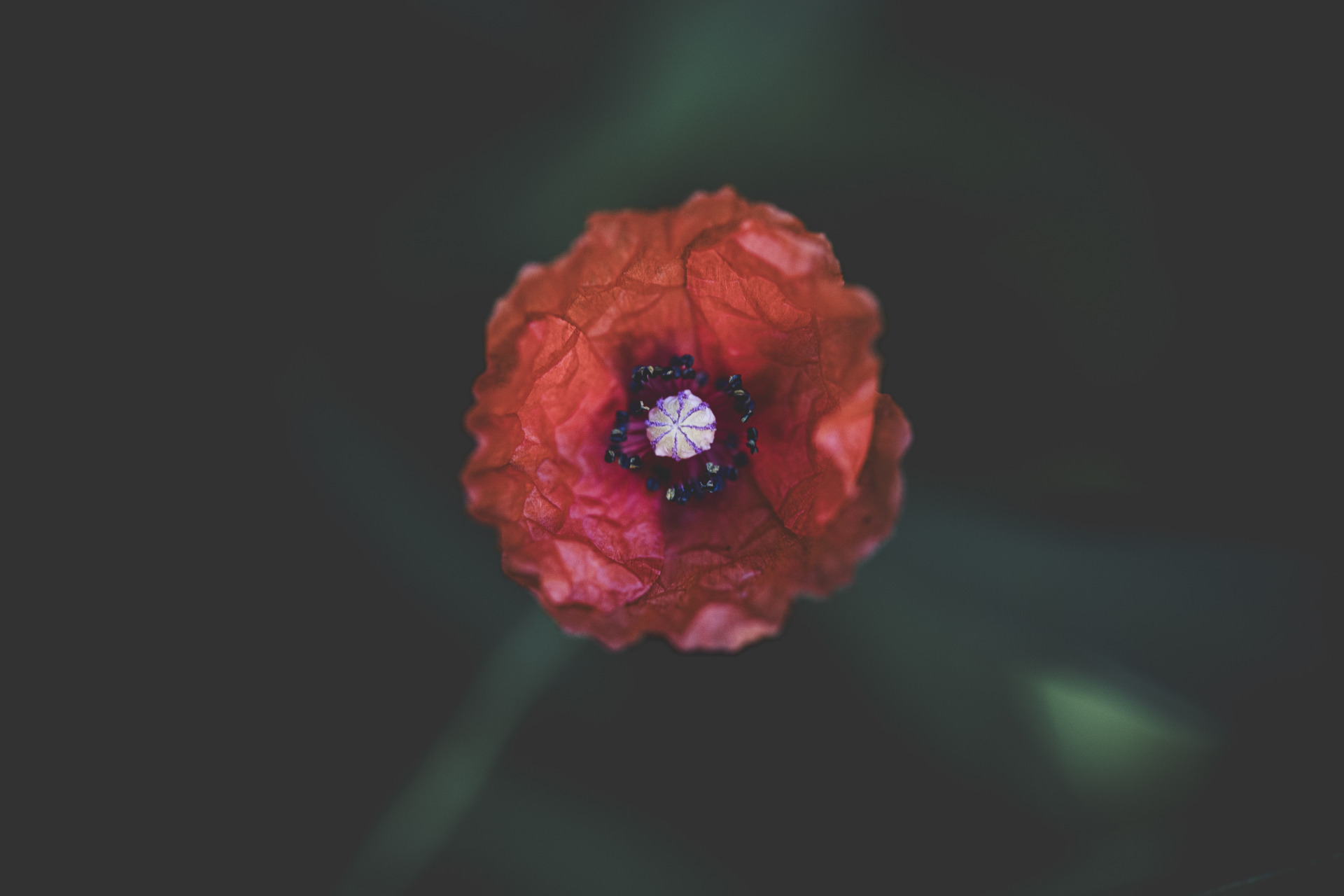 Paper Poppy Paper Poppy