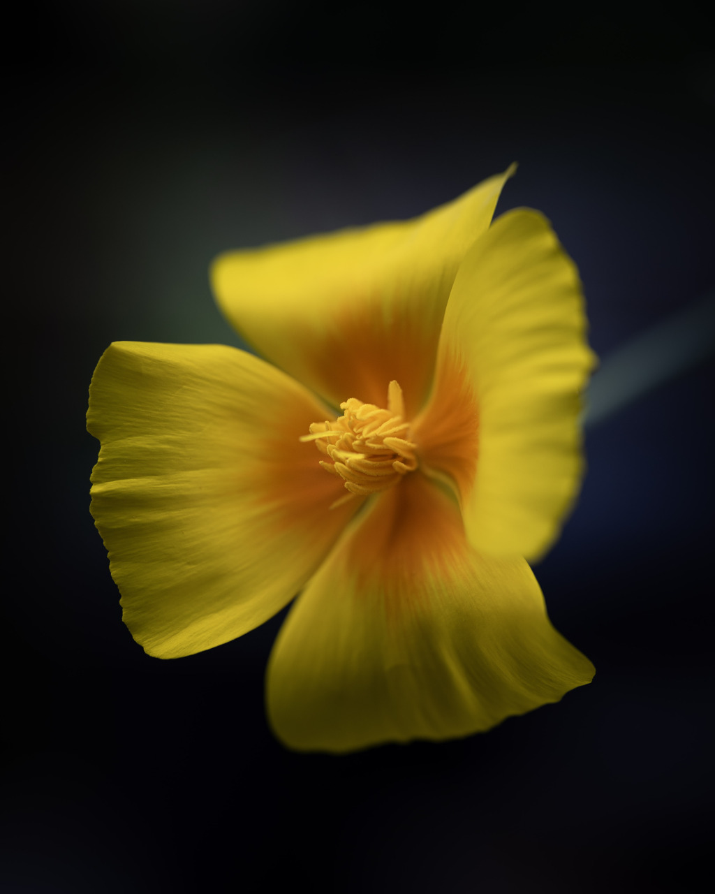 California Poppy I California Poppy I