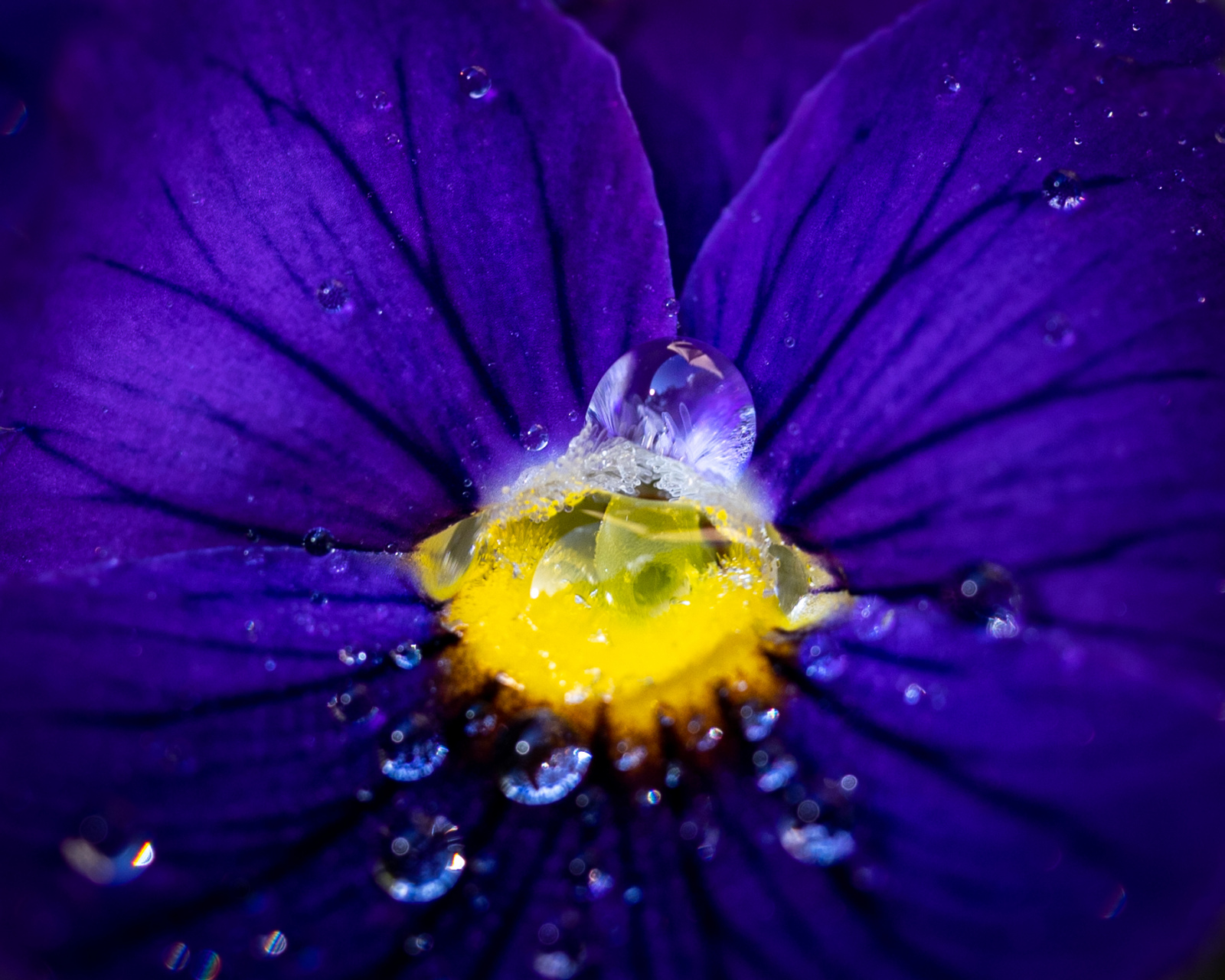 pansy magnification