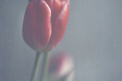 tulips textured