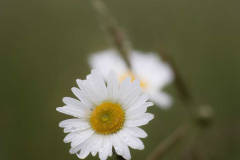 Gettysburg Bloom