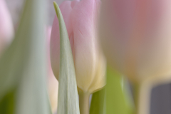 spring whisper