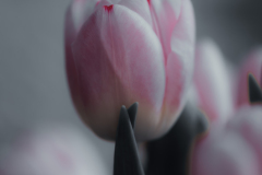 spring kisses
