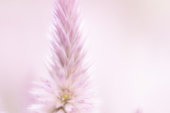 soft pink dream