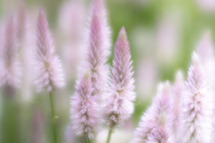 pinkscape