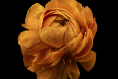 ranunculus study 2
