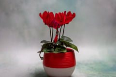 cyclamen study 11