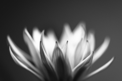 set thе silence ablaze