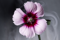 dianthus and smoke