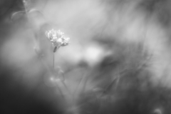 perchance to dream