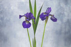 irises in white glass
