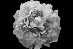 solitary peony black and white