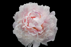 solitary peony