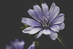 common chicory 1