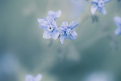 forget me not