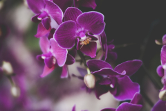orchids at Longwood Gardens