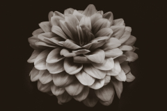 olde timey dahlia