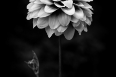 solitary