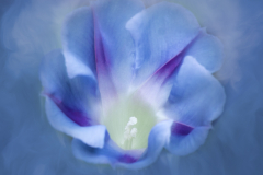 all the blue