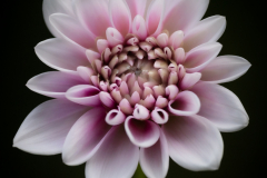 pinky goodness