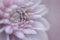 dahlia dream
