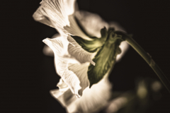 pansy profile