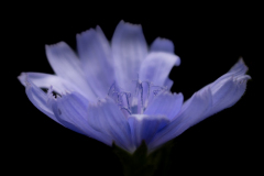 common chicory 3