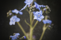 forget me not