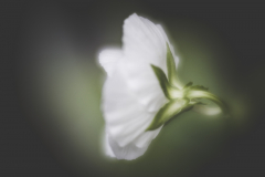 a simple pansy