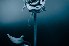 love always