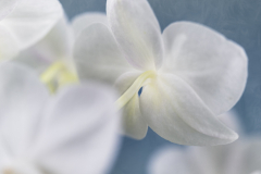 orchids from the other side
