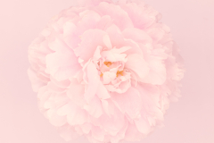 la vie en rose