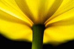 easter tulip
