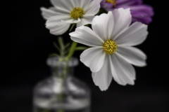 cosmo trio