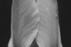 solitary