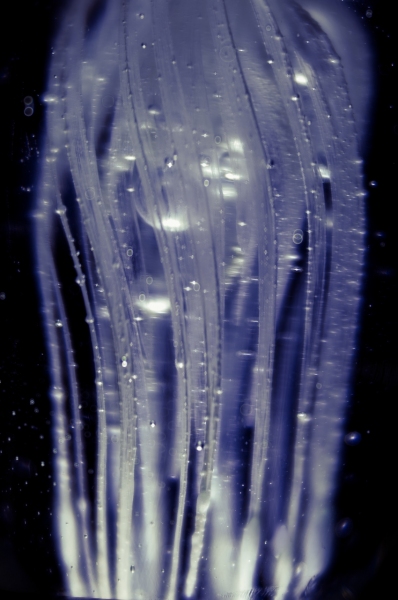 jelly 1