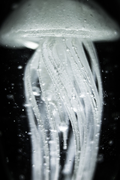 jelly 2