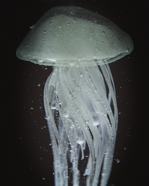 jelly 5