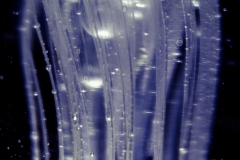 jelly 1