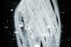 jelly 2