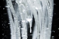 jelly 4