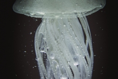 jelly 5